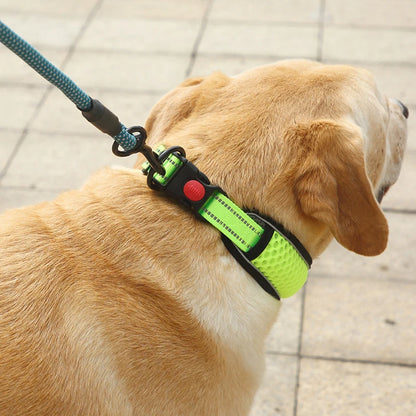 Glow Grid Safety Collar